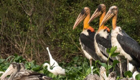 Capture the majestic beauty of Cambodia’s birdwatching havens